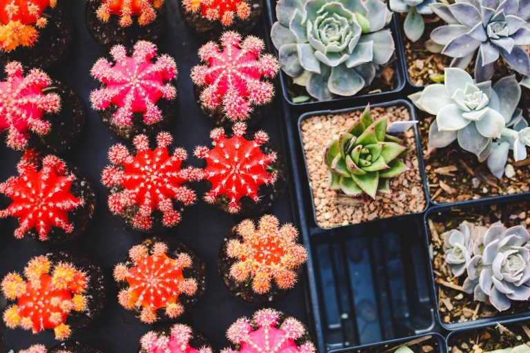 Quels sont les bienfaits du jardinage?