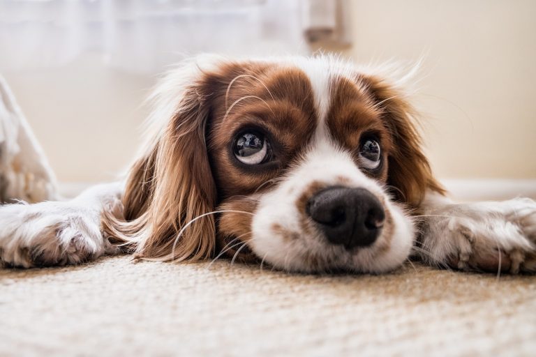 Les meilleures gamelles pour chien