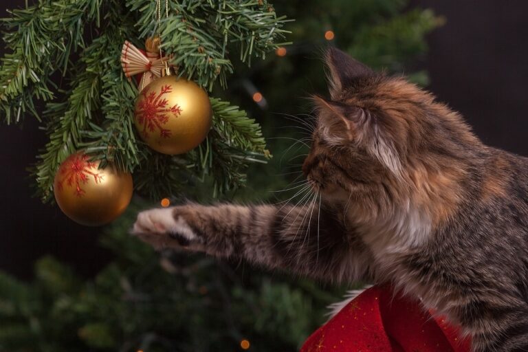 Noël : attention danger pour vos animaux