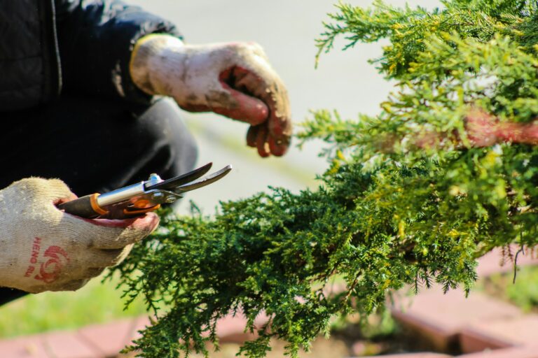 Jardinage : ces outils indispensables pour l’été
