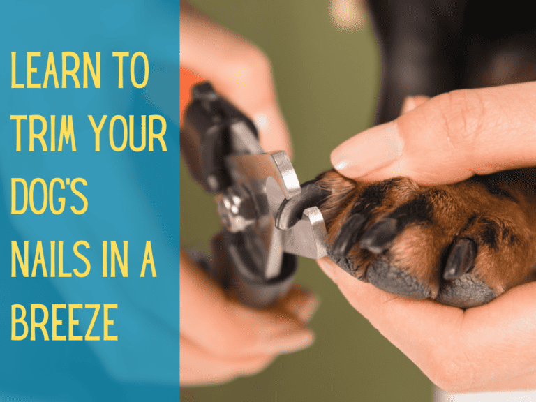 How To Trim Dog Nails: 5 Easy Steps to Groom at Home