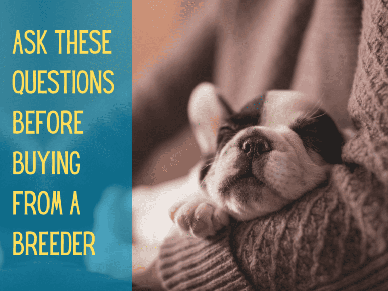 10 Critical Questions to Ask Before Buying a Dog From a Breeder