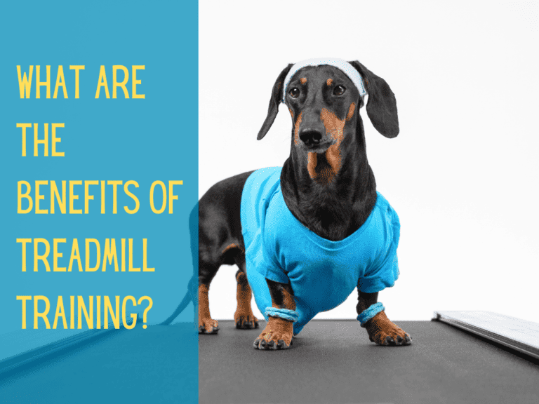 Reasons Why You Should Train Your Dog to Use a Treadmill