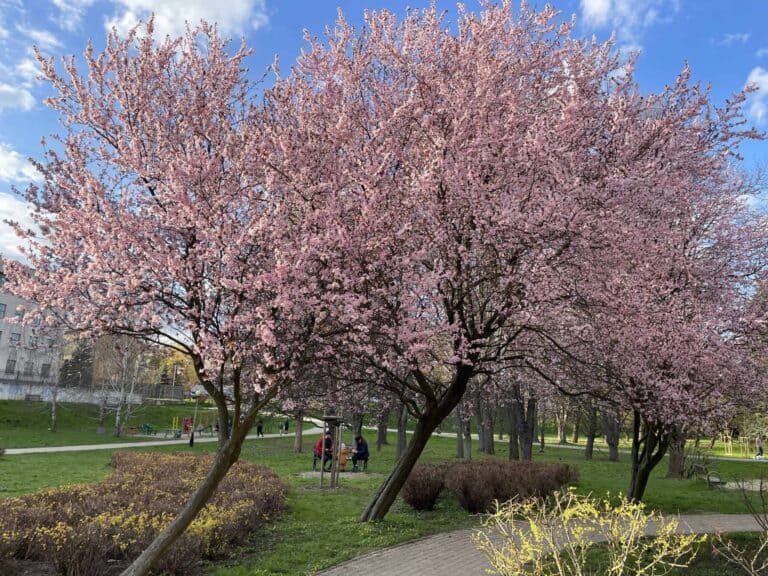 Two trees with pink blossoms stand in a park with green grass, pathways, and several people walking and sitting on benches under a blue sky with scattered clouds.