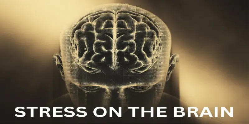 Stress On The Brain: 5 Tips To Overcome Effects Of Stress On The Brain