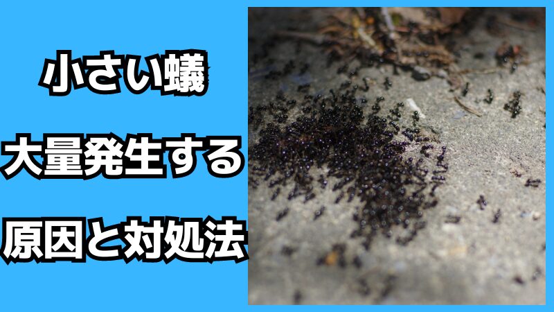小さい蟻が大量発生する原因と対処法