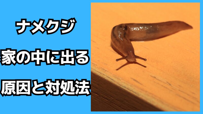 ナメクジが家の中に出る原因と対処法