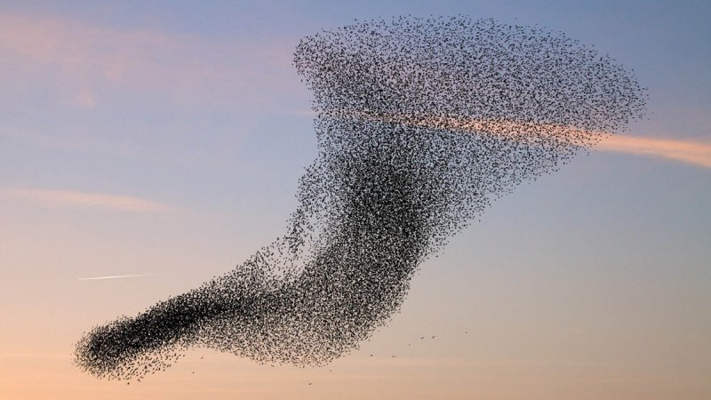 flock of birds aligning in the sky