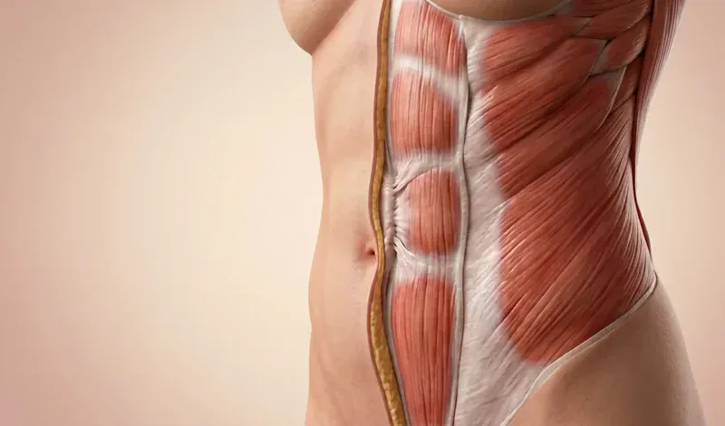 abdominal muscle tightening anatomy