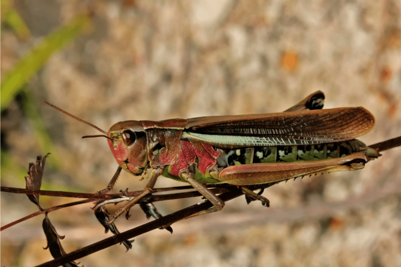 Les insectes comestibles : une solution nutritive et écologique image 18 - Les insectes comestibles : une solution nutritive et écologique
