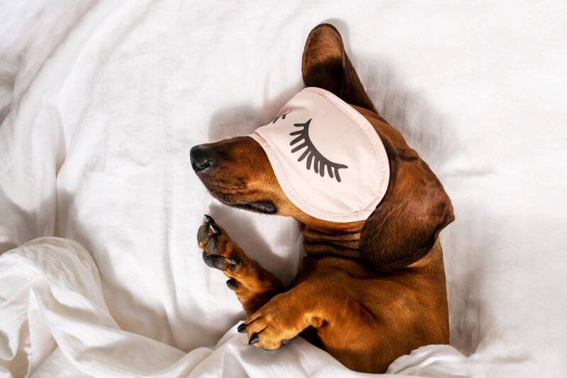 A dog enjoying our pet friendly hotel in Healdsburg, CA