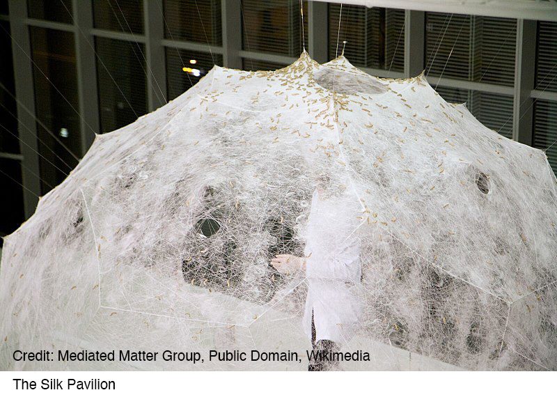 Pavilion-SilkwormsV3