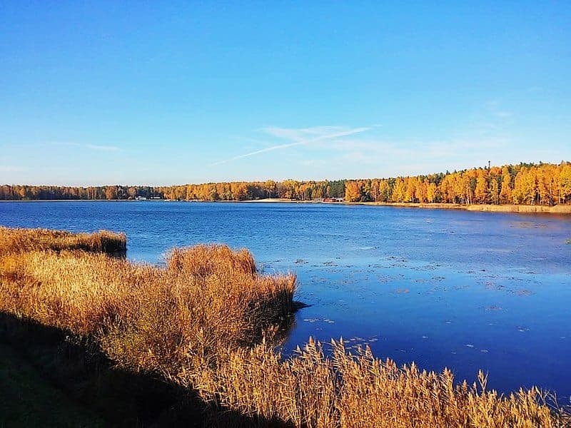 A calm lake bordered by tall reeds and a forest with autumn-colored trees under a clear blue sky, reminiscent of the peaceful escapes found at hidden Krakow beaches.
