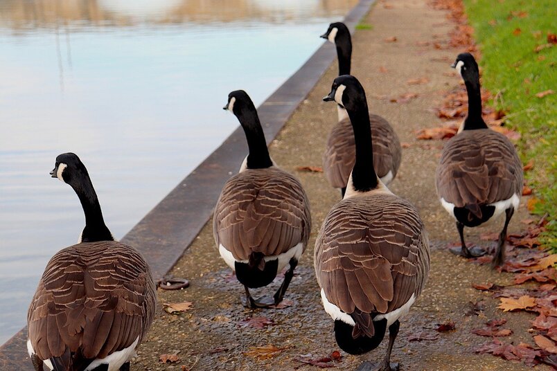 canada goose bird control