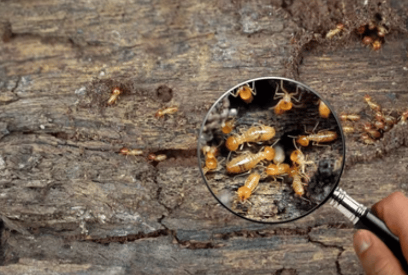 image 5 - Traitement des bois, termites et capricornes, Tarn-et-Garonne