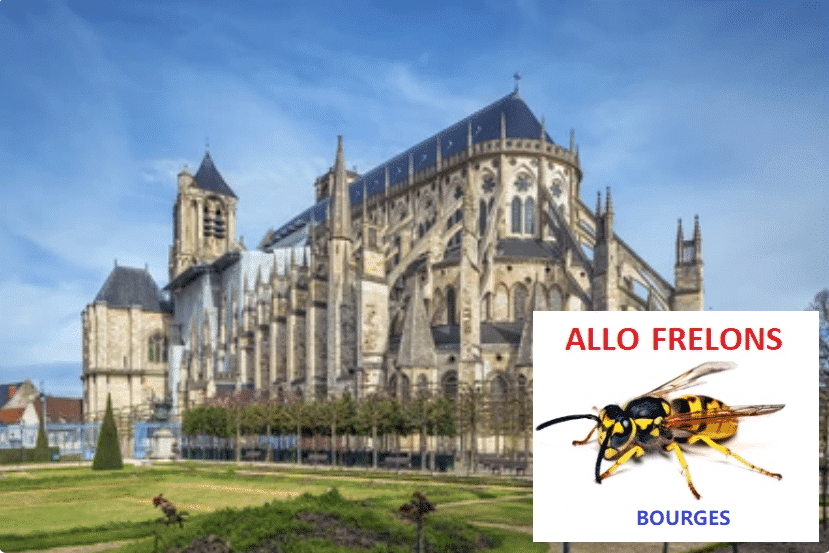 Entreprise destruction des nids de frelons, guêpes dans le Cher (18) ? image 63 - Entreprise destruction des nids de frelons, guêpes dans le Cher (18) ?