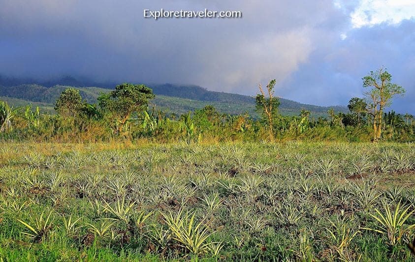 필리핀 남부의 따뜻한 구릉지의 파인애플 밭