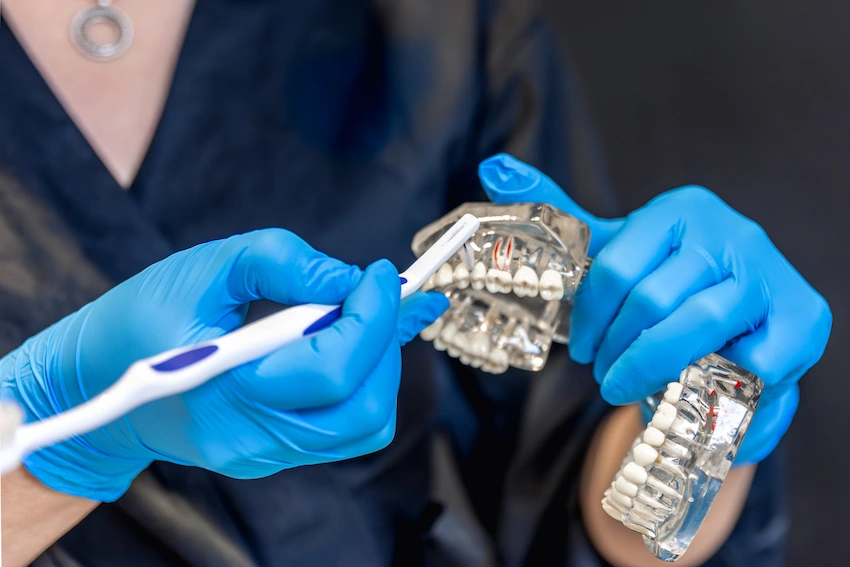 female dentist holding dental model hands concept dentistry dental treatment