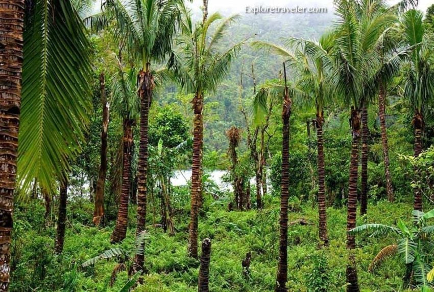 Árboles de la selva tropical en la fértil cordillera de Amandiwin en la isla de Leyte Filipinas