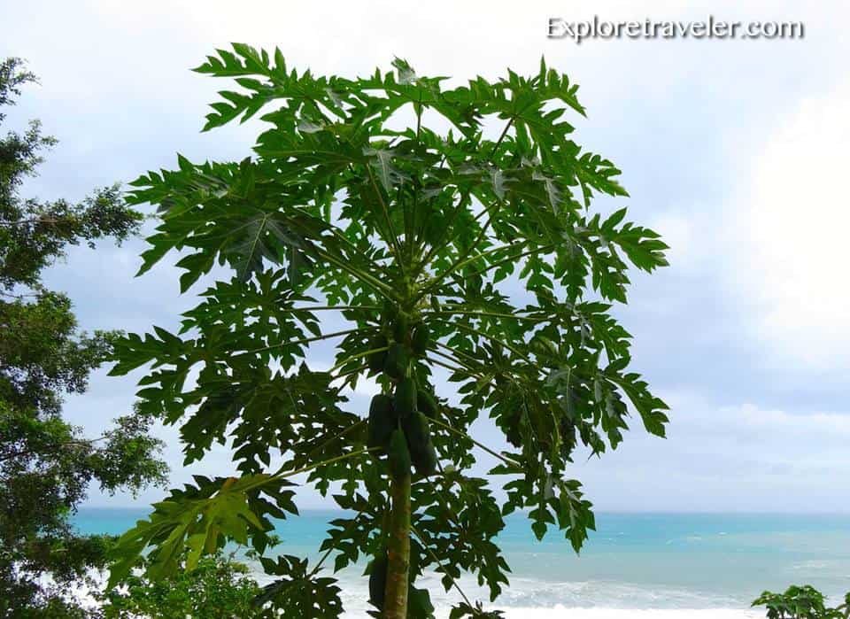 Тайванське дерево папайї