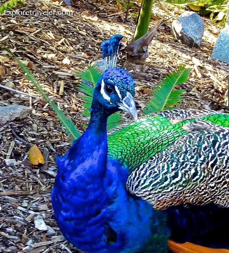 Beautiful Birds From Around The World6