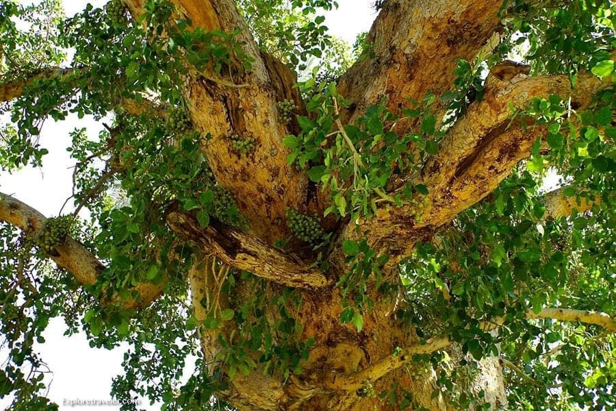 árboles antiguos de sicómoro