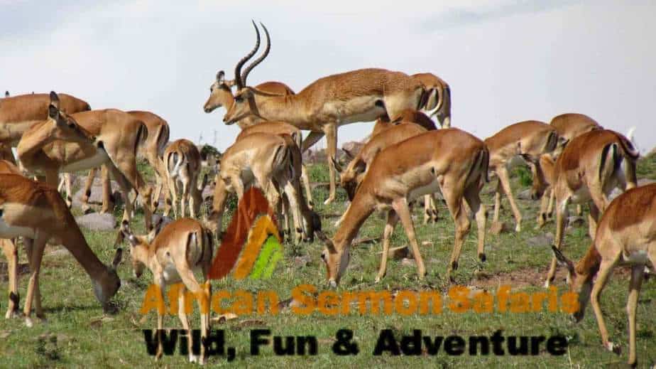 7 Days Kenya safari Amboseli Lake Naivasha Maasai Mara and safari bookings kenya