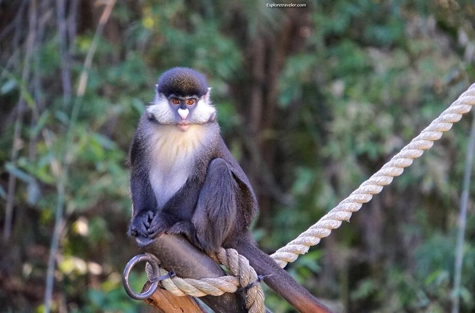 monkey