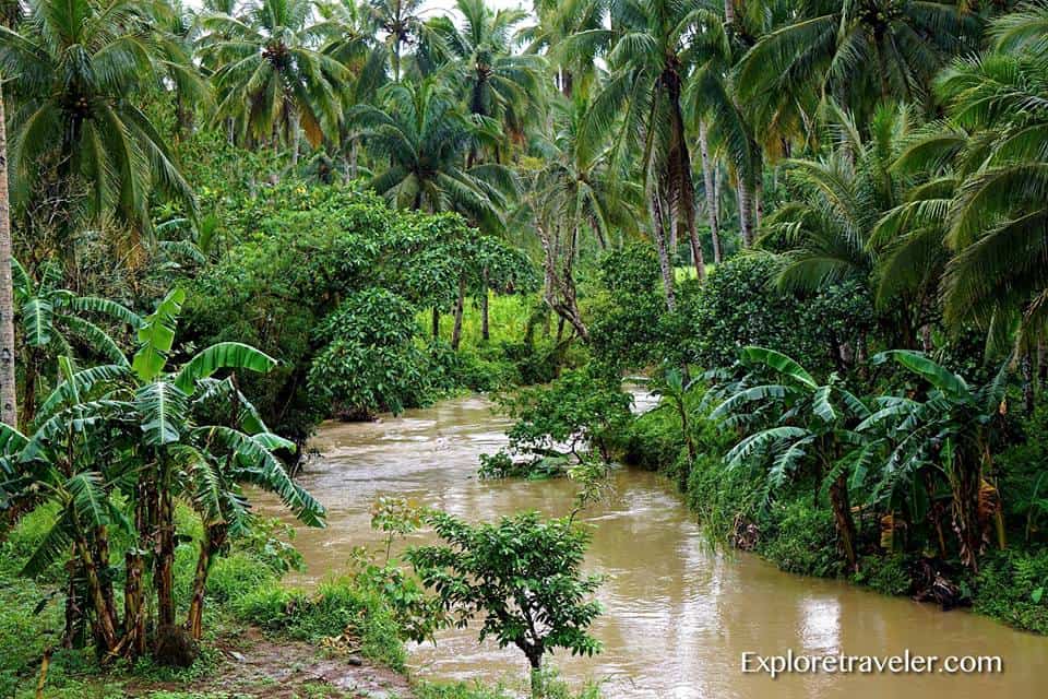 Дощові тропічні ліси