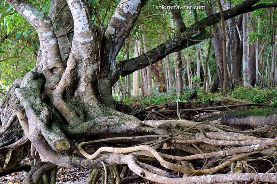 Mahiwagang IslaNgPilipinas-森の木-フィリピン