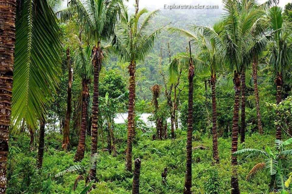 Bundok ng Amandiwin sa Leyte, Pilipinas - A palm tree in a forest - Cidahu