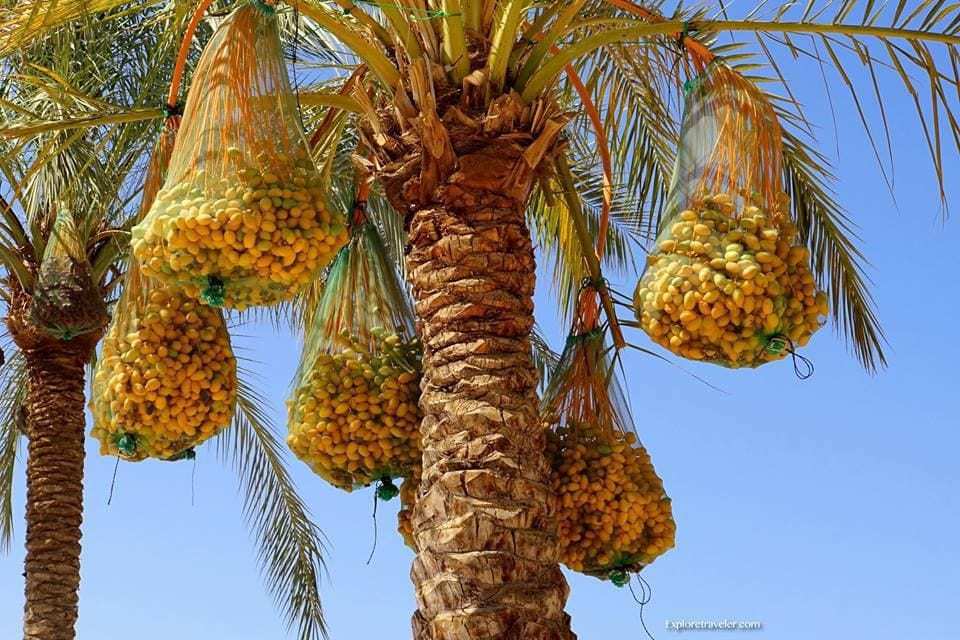 Palmiers dattiers de la Terre Sainte d'Israël - Un groupe de palmiers à côté d'un arbre - Palmier dattier