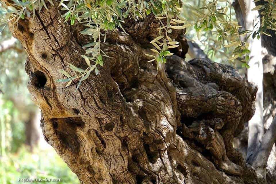 Jardín de los tesoros de Getsemaní - Un pájaro posado en lo alto de un árbol - Getsemaní