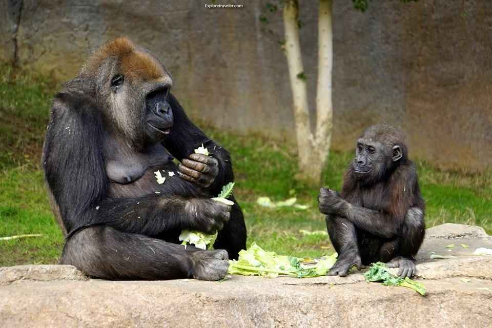 سيدة القرد مع طفلها