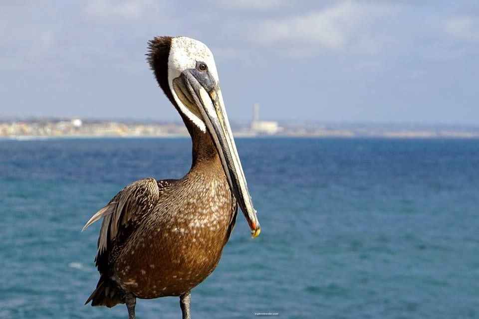 세계 바다에서 온 아름다운 새들