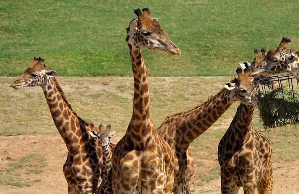 Animals That Make You Smile In San Diego California USA3