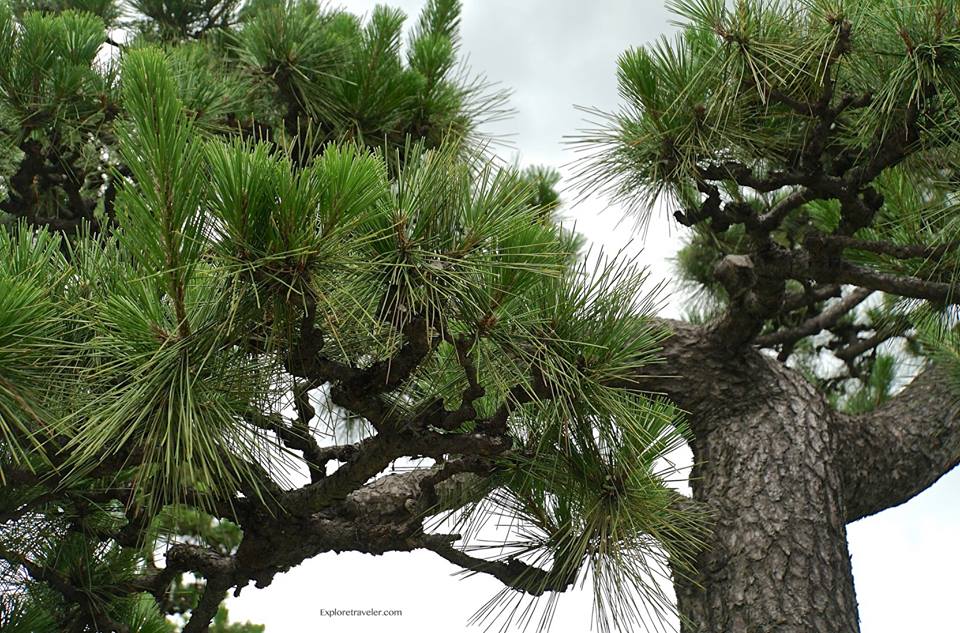 Japanese Black Pines