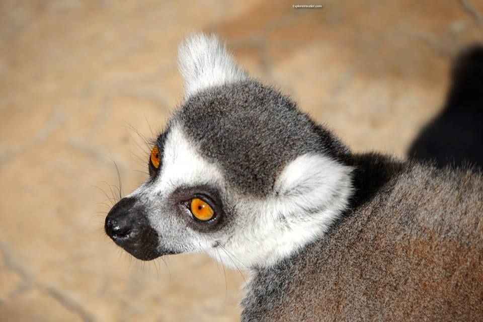 Animals That Make You Smile In San Diego California USA4