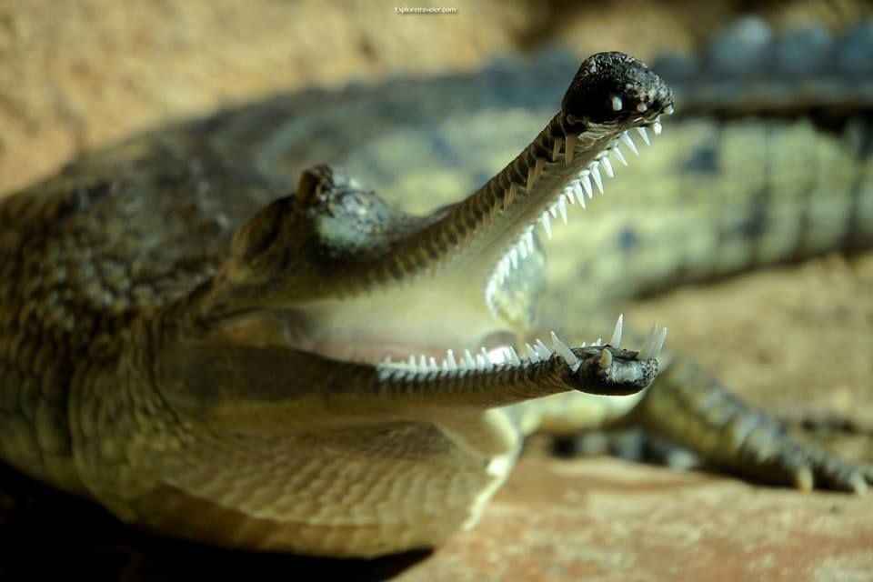 Animals That Make You Smile In San Diego California USA7