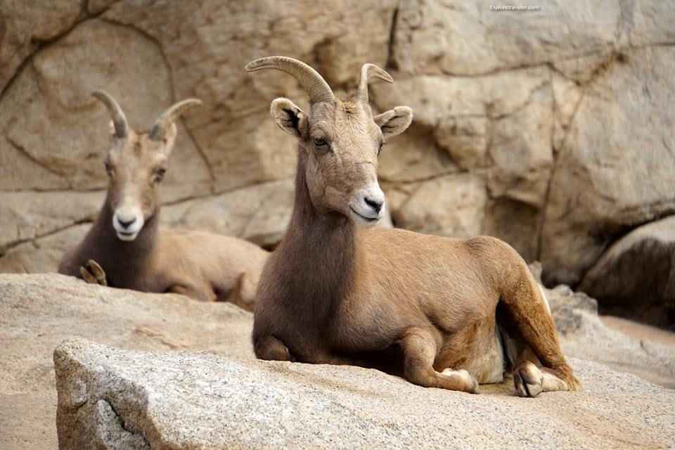 Animals That Make You Smile In San Diego California USA9