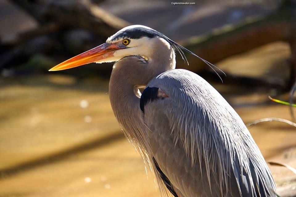 Beautiful Birds From Around The World3