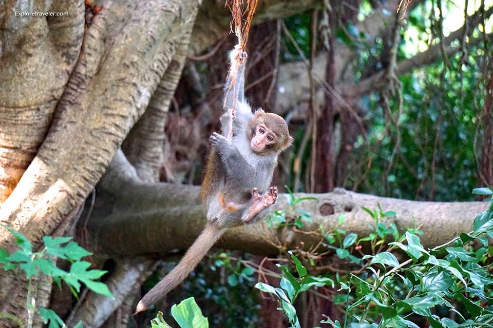 taiwan monkeys