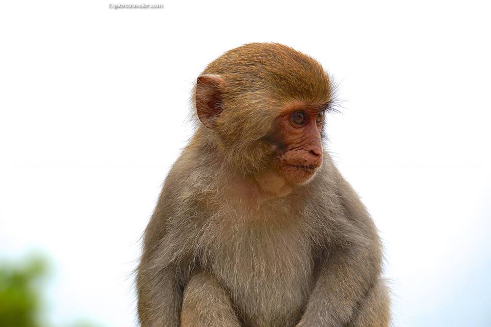 Тайванська формозанська скеляста макака — єдина мавпа, що мешкає на #‎Тайвані