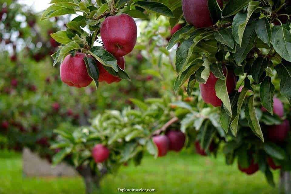 Yakima Valley Red Apple Orchards - Ein roter Apfel, der auf einer grünen Pflanze sitzt - Apple
