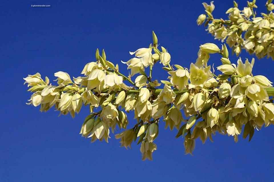 زهرة اليوكا المذهلة في صحراء نيو مكسيكو