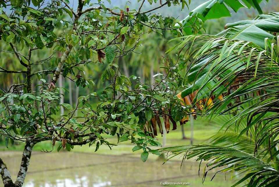Joy of Rain in The Tropical Rainforest