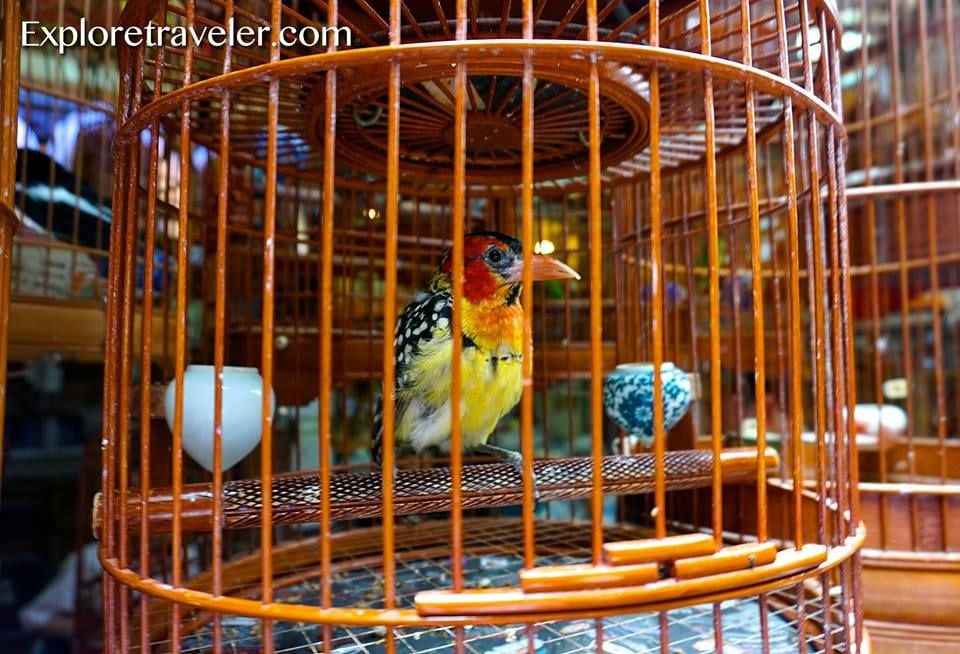 Beautiful Birds From Around The World5