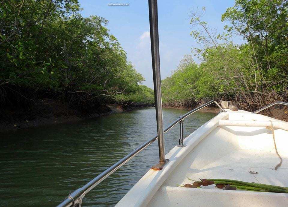 Aventure dans la mangrove