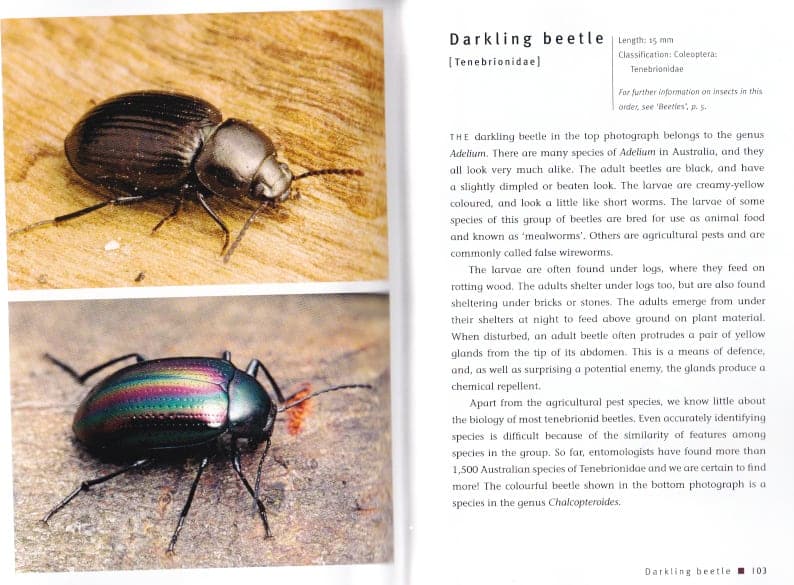 Backyard Insects - A.B.C. Maps