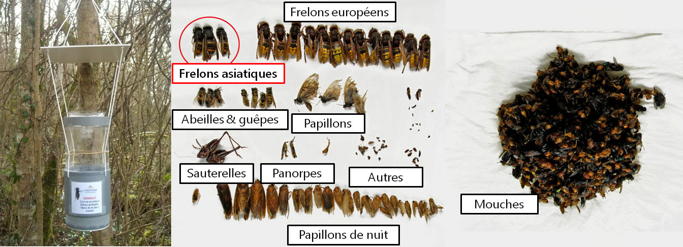 Le piégeage du frelon asiatique est-il utile? Faut-il piéger? piege q rome - Le piégeage du frelon asiatique est-il utile? Faut-il piéger?